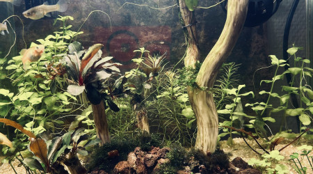 aquarium Projet 2        17 litres