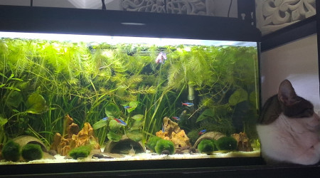 aquarium Betta_dutch60