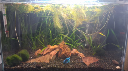 aquarium Betta_dutch60