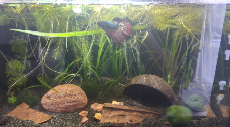 aquarium Betta_dutch60