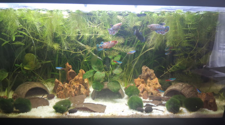 aquarium Betta_dutch60