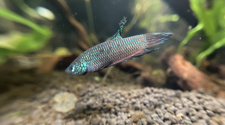 Nouveau mâle Betta smaragdina