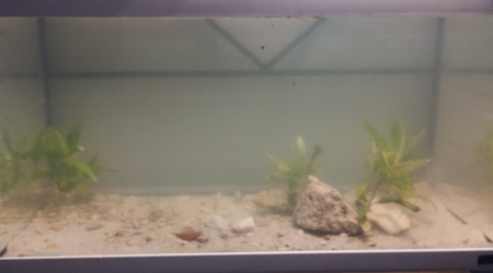 aquarium 60 l low tech