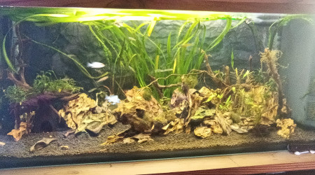 aquarium Aquascape