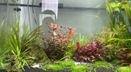 aquarium Communautaire