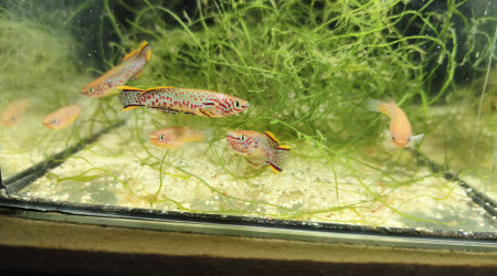 aquarium 121 03 Males et 04 Femelles Fundulopanchax nigerianus innidere