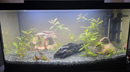 aquarium 60 litres
