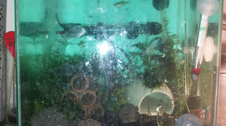 Evolution du monde Birdo