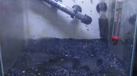 Evolution du monde Birdo