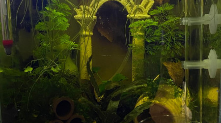 Evolution du monde Birdo