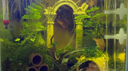 Evolution du monde Birdo