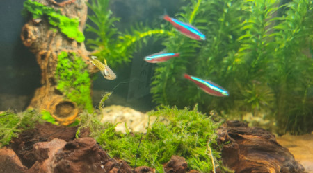 aquarium Endler-et-crevettes