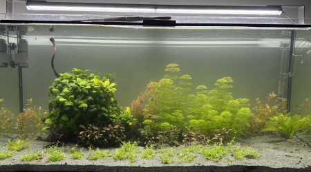 aquarium Communautaire 300L