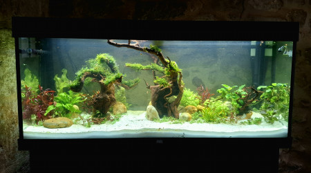 aquarium 240L