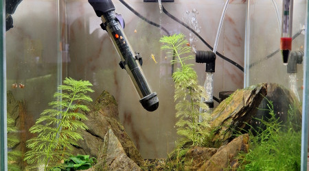 aquarium Neocaridina yellow