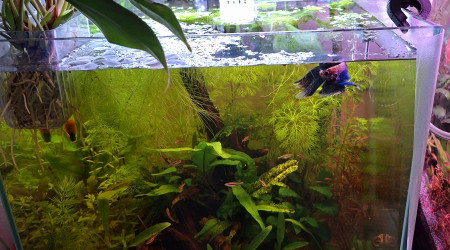 aquarium Maison à maurice