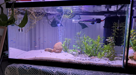 aquarium Communautaire 70 litres