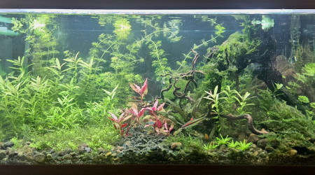 aquarium Communautaire