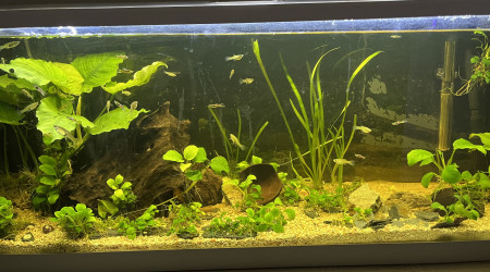 aquarium Le collectif 102l