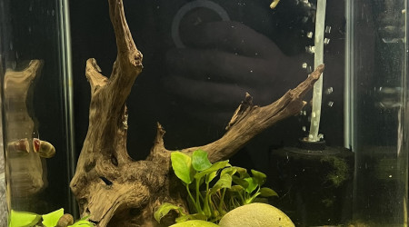 aquarium Le Blue velvette 10l