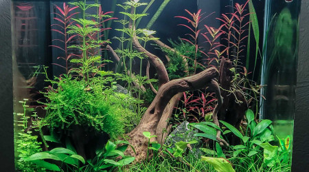 aquarium Nano 20L