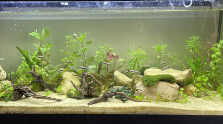 Quelques plantes en plus.