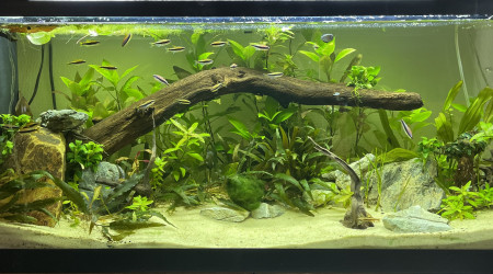 aquarium Tetra aqua