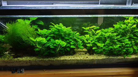 aquarium Bac Amérique du Sud