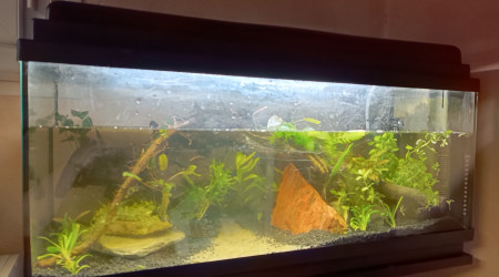 La jungle presque remplie