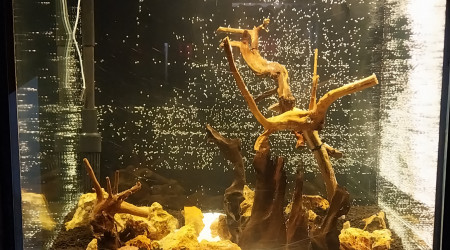 aquarium Bassine de 90L