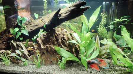 aquarium 60L