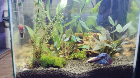 aquarium Nano a betta
