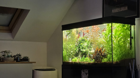 aquarium 200l communautaire