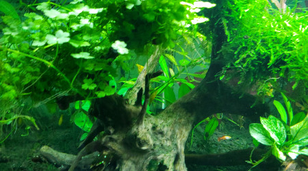 Creation de nouveaux arbres