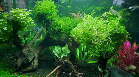 Creation de nouveaux arbres