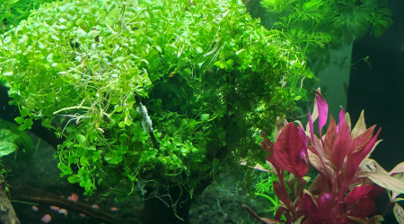 Creation de nouveaux arbres