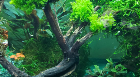 Création d'un arbre