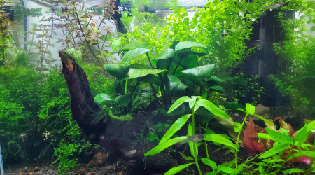 aquarium Aquarium mini