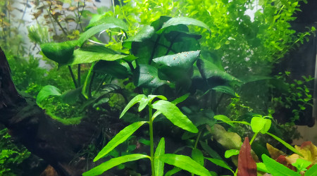 Les aquariums musicaux!