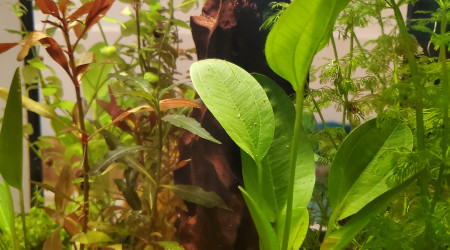 Aquariums musicaux bis !