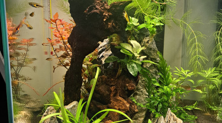 aquarium Nano