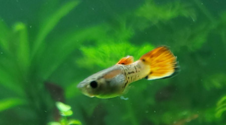 Présentation de mes juvéniles endlers