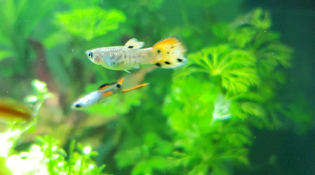 Présentation de mes juvéniles endlers