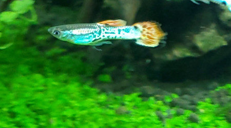 Présentation de mes juvéniles endlers