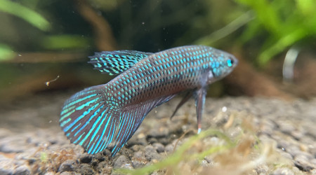 J’ai compté au moins 6 alevins betta smaragdina dans le bac