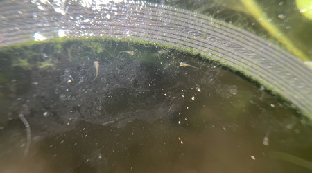 J’ai compté au moins 6 alevins betta smaragdina dans le bac