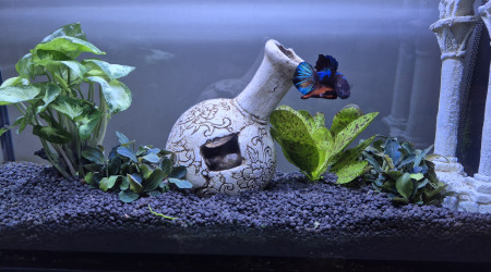 aquarium aquarium betta