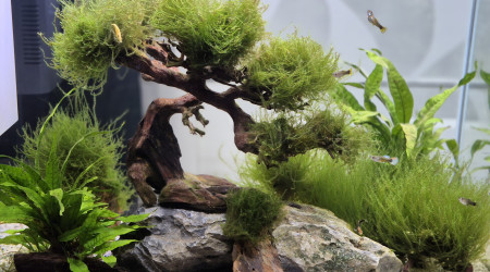 aquarium aquarium guppy-crevettes