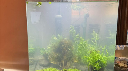 aquarium Nano crevette