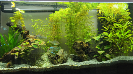 aquarium 300 Litres Amazonien